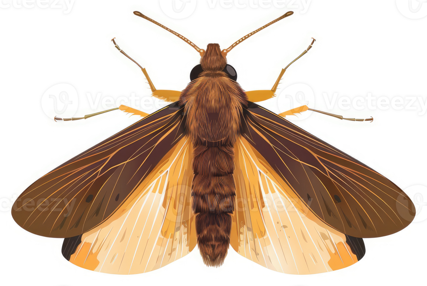A detailed illustration of a moth with brown and orange wings. png