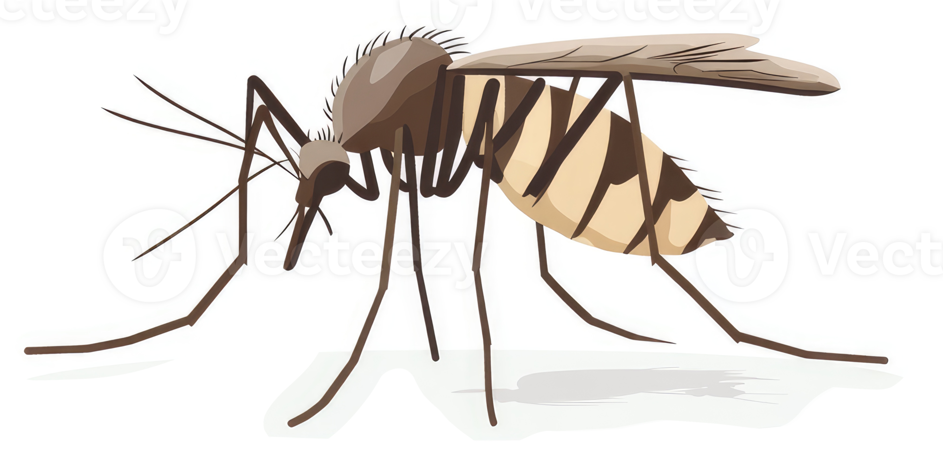 A detailed illustration of a mosquito. png