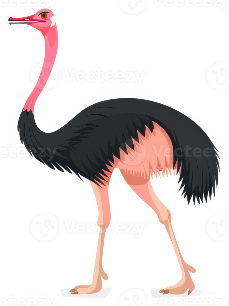 A vibrant illustration of a southern ostrich. png