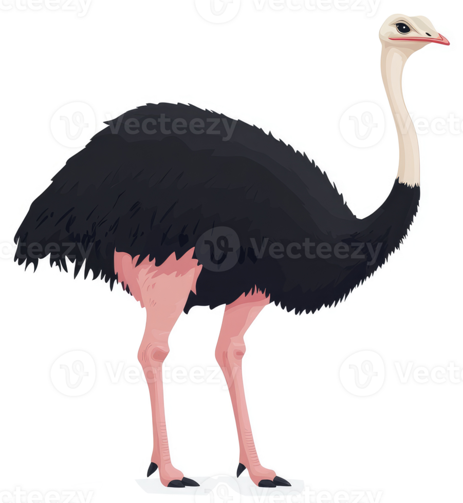 A full shot of an ostrich with its long neck and powerful legs. png