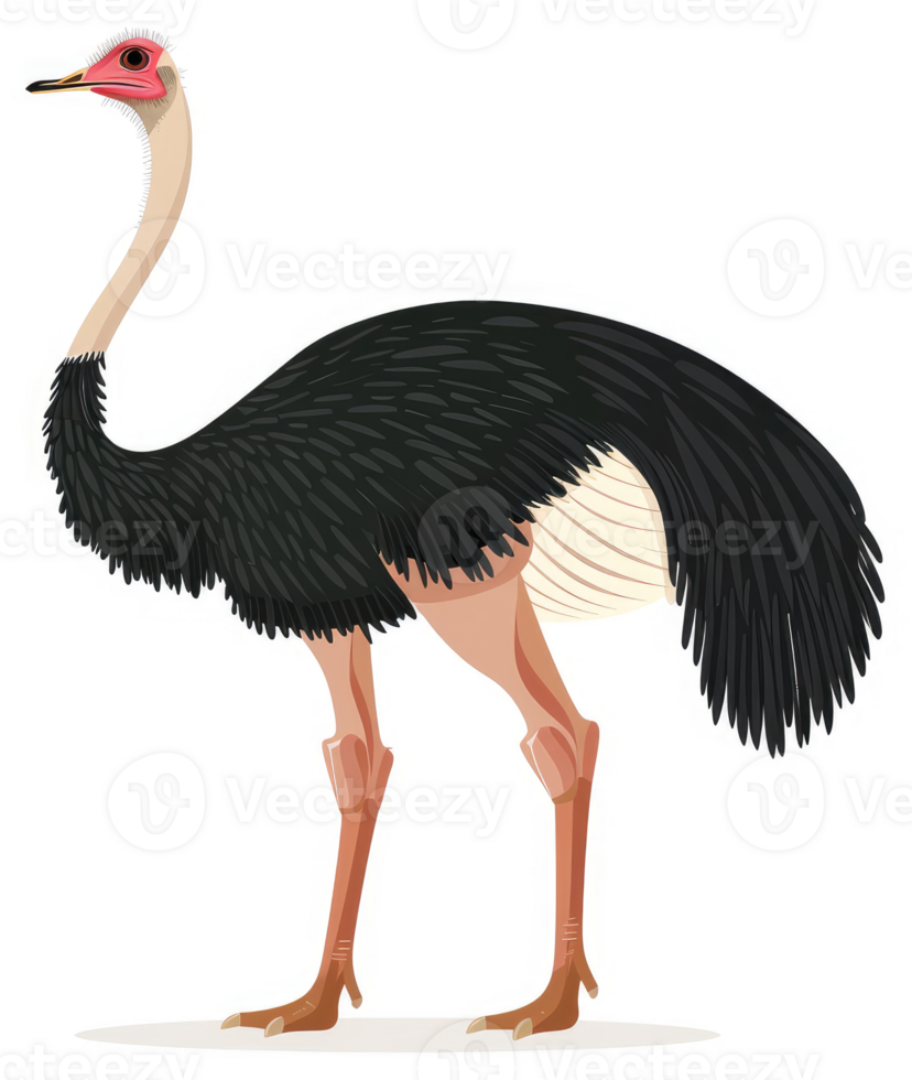 A detailed illustration of an ostrich. png