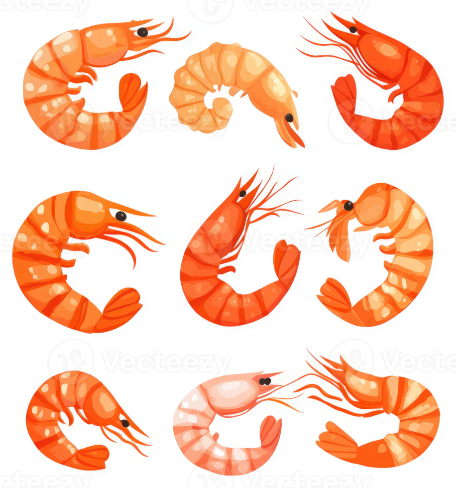 Colorful illustrated collection of various shrimp. png