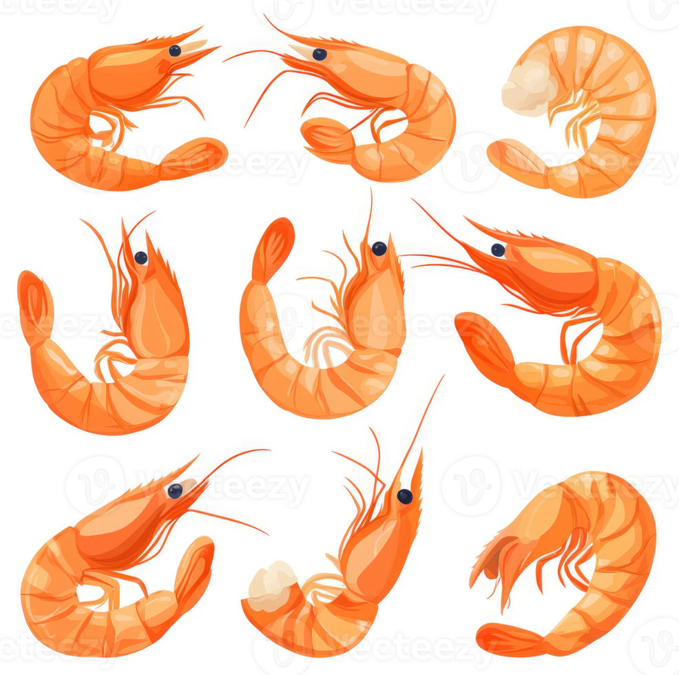 Colorful illustrations of various shrimp in different positions. png