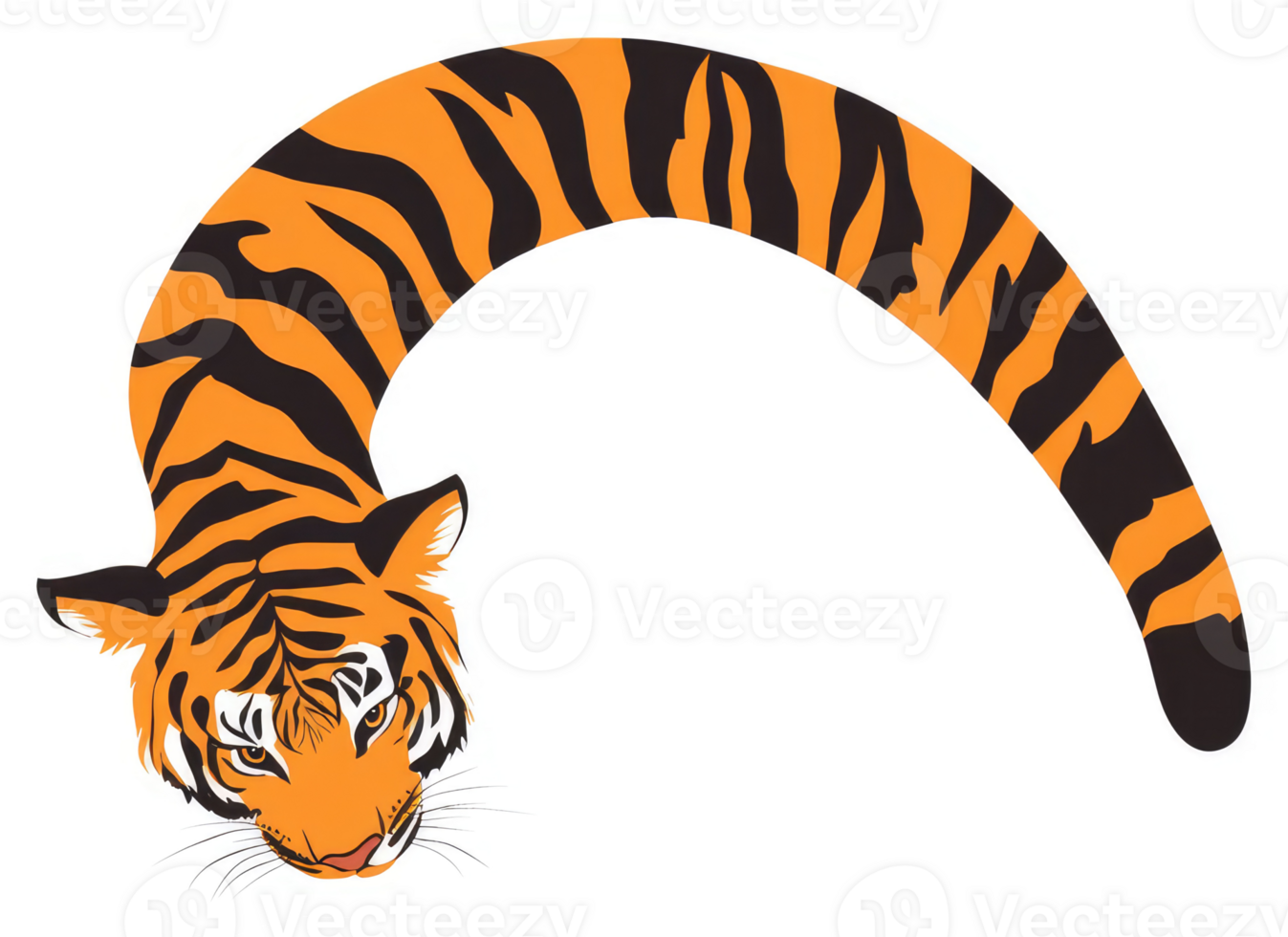 A tiger with a curved tail, viewed from below. png