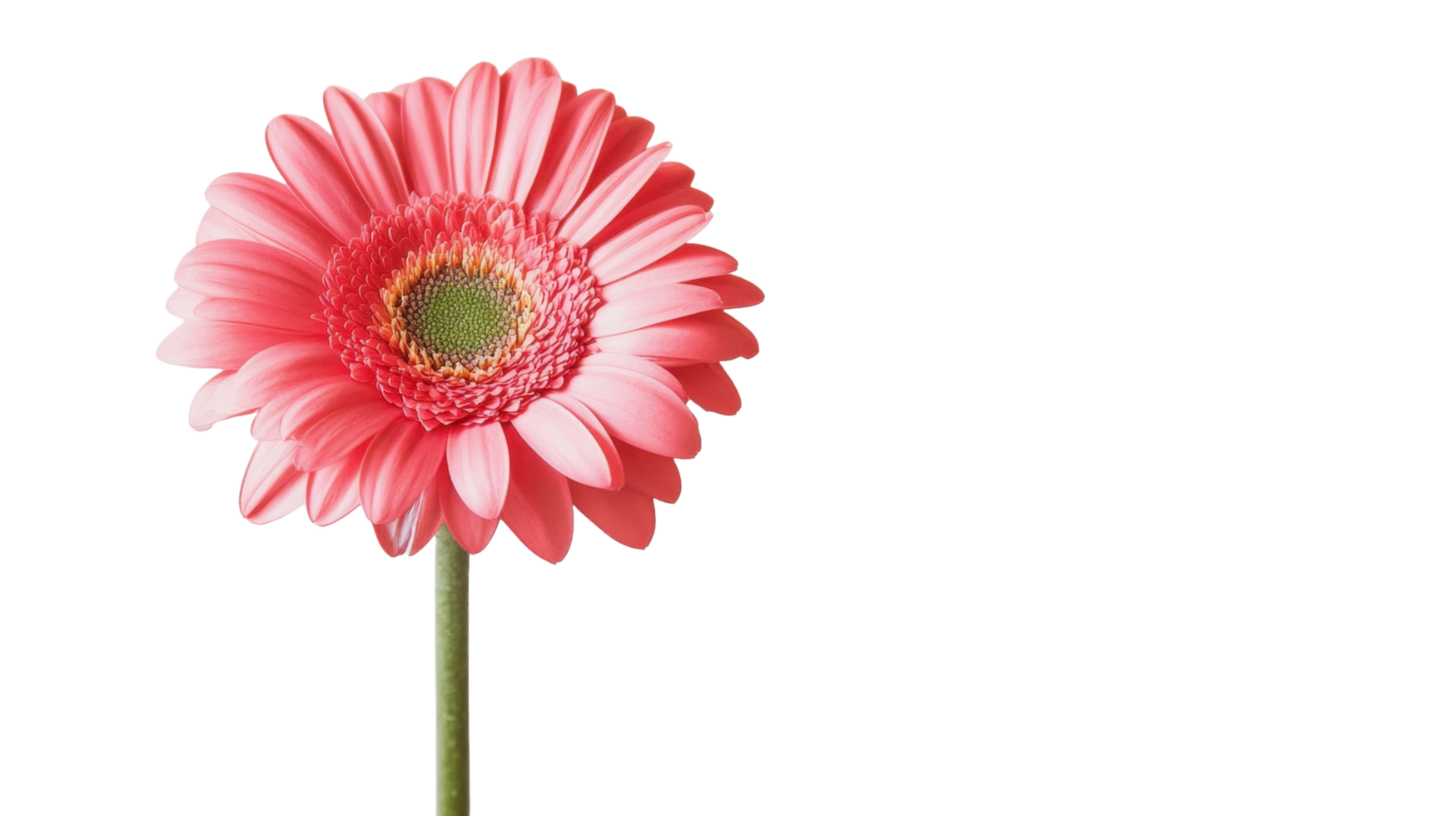 pink gerbera flower on transparent background png