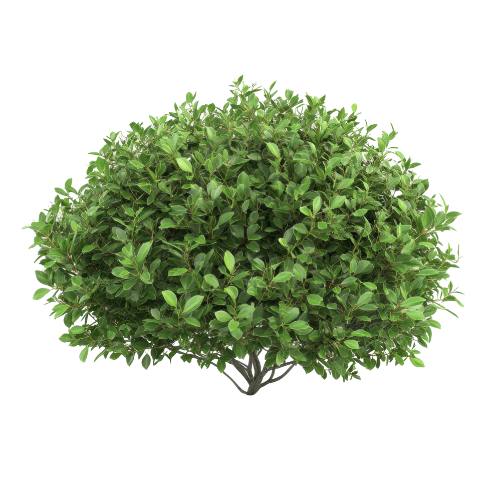 Lush, rounded shrub with dense foliage. png
