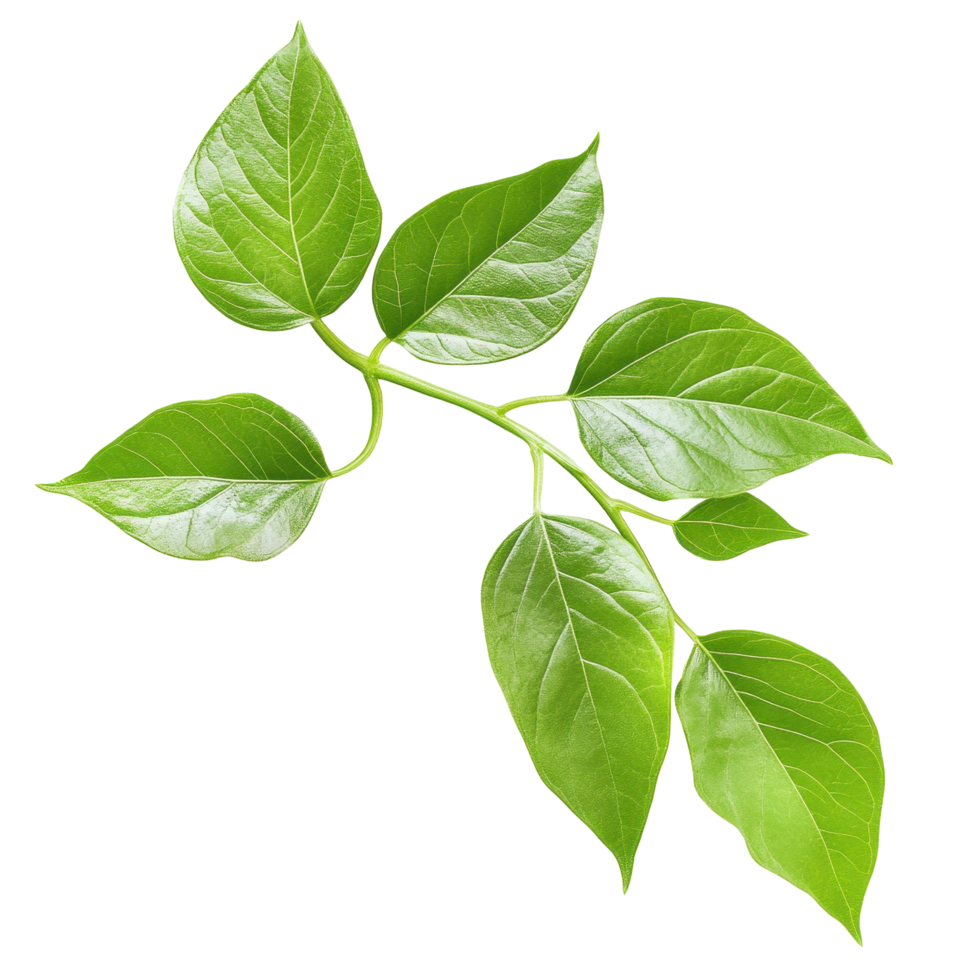 Vibrant green leaves branch with colorful background. png