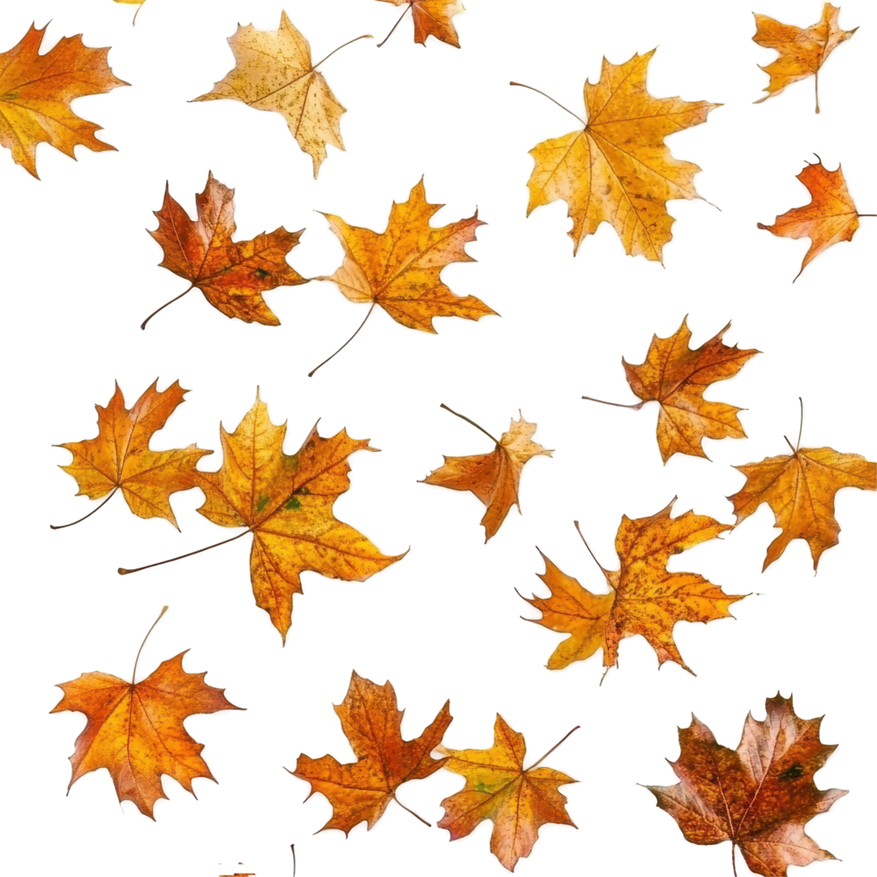 Autumn leaves scattered over abstract shapes. png