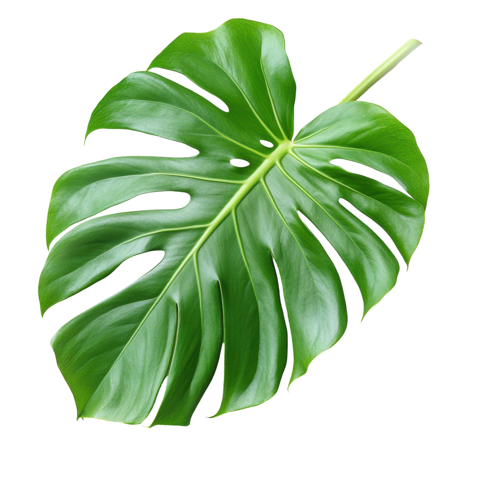 Vibrant monstera leaf, vibrant colors, and abstract shapes. png