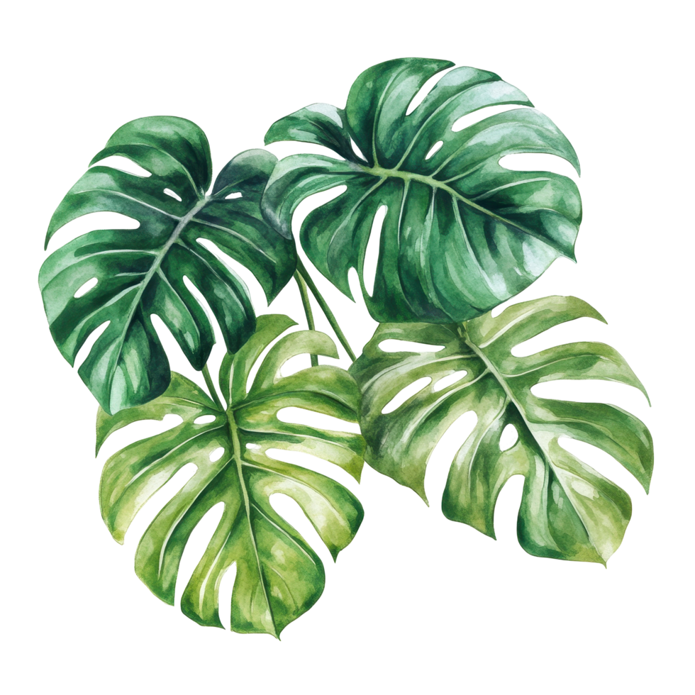 Lush tropical monstera leaves in a vibrant botanical design. png