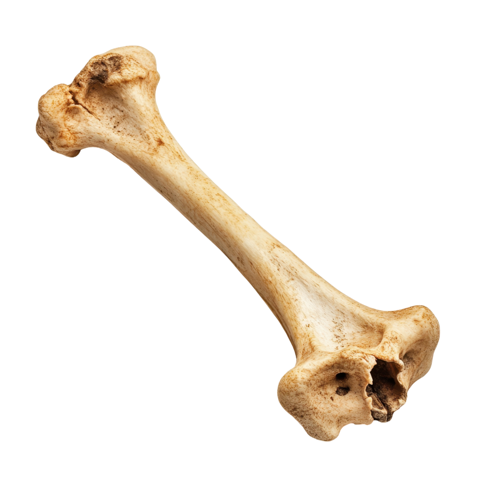 Close-up view of a long bone. png