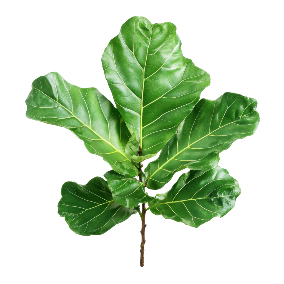 Lush, vibrant fiddle leaf fig leaves showcase healthy growth. png