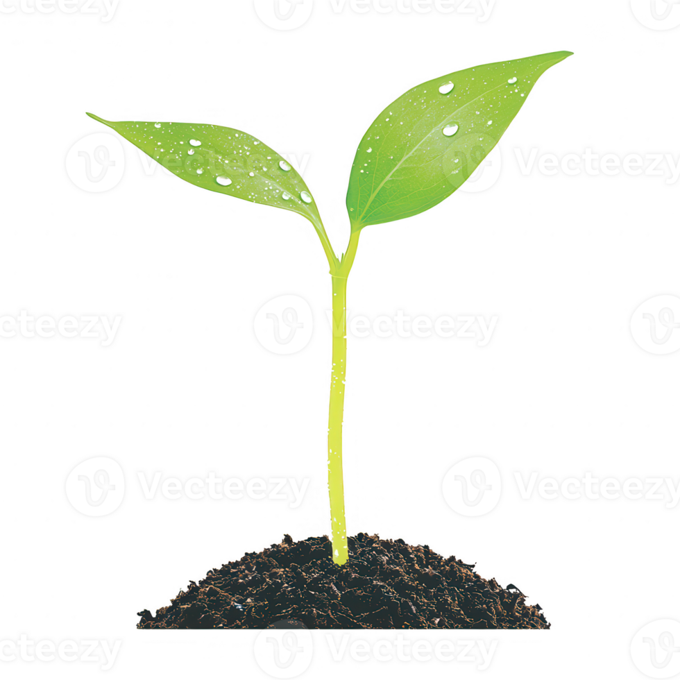A young green plant with two vibrant leaves emerging from rich dark soil, representing growth and new beginnings, perfect for environmental themes. png
