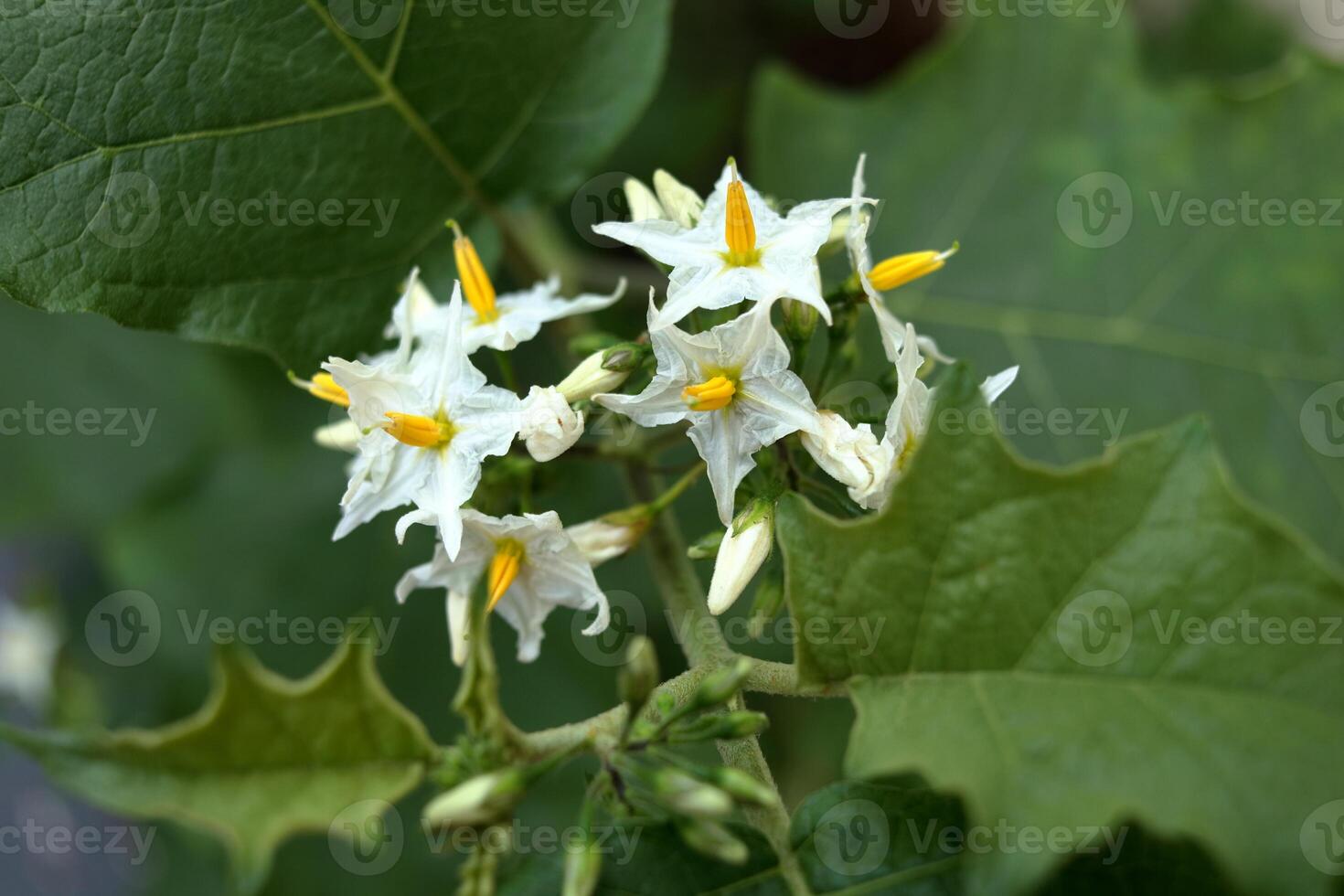 White Solanum torvum flowers blooming on branch with green leaves background. Another normal name Turkey berry, Pea eggplant, Devil's fig or Susumber. photo