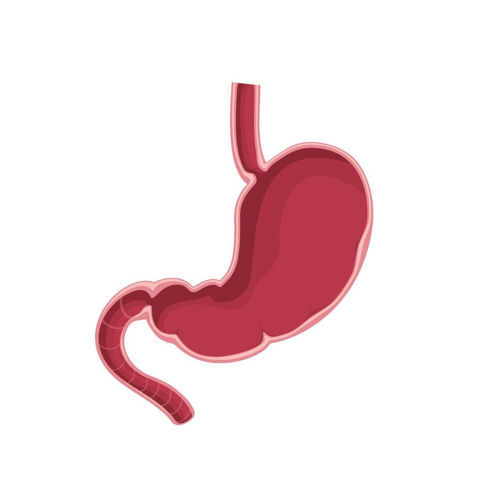 Stomach illustration 2 vector