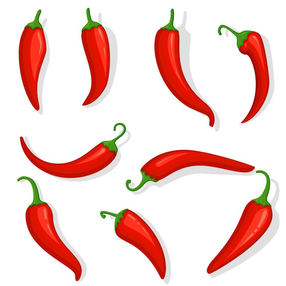 Fresh red hot chili pepper vector