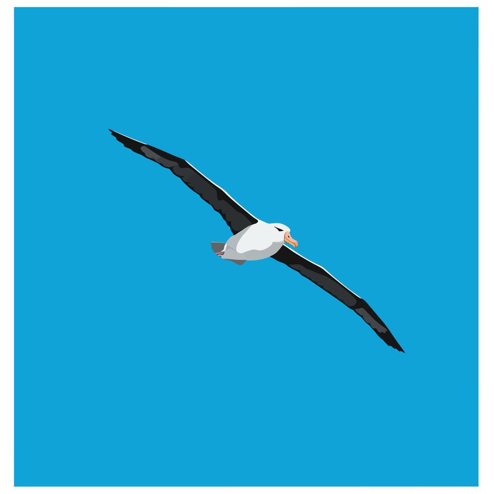 Albatross bird flying wide wingspan over clear blue sky illustration in square format vector
