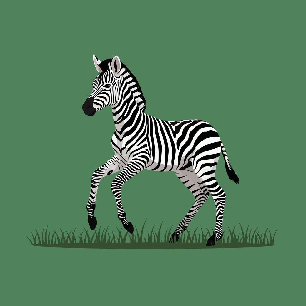 Zebra walking on grass field with green background illustration of wild African animal vector