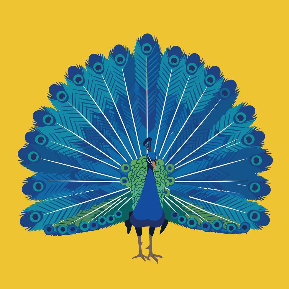 Peacock with vibrant blue and green feathers displaying tail fan on yellow background illustration vector