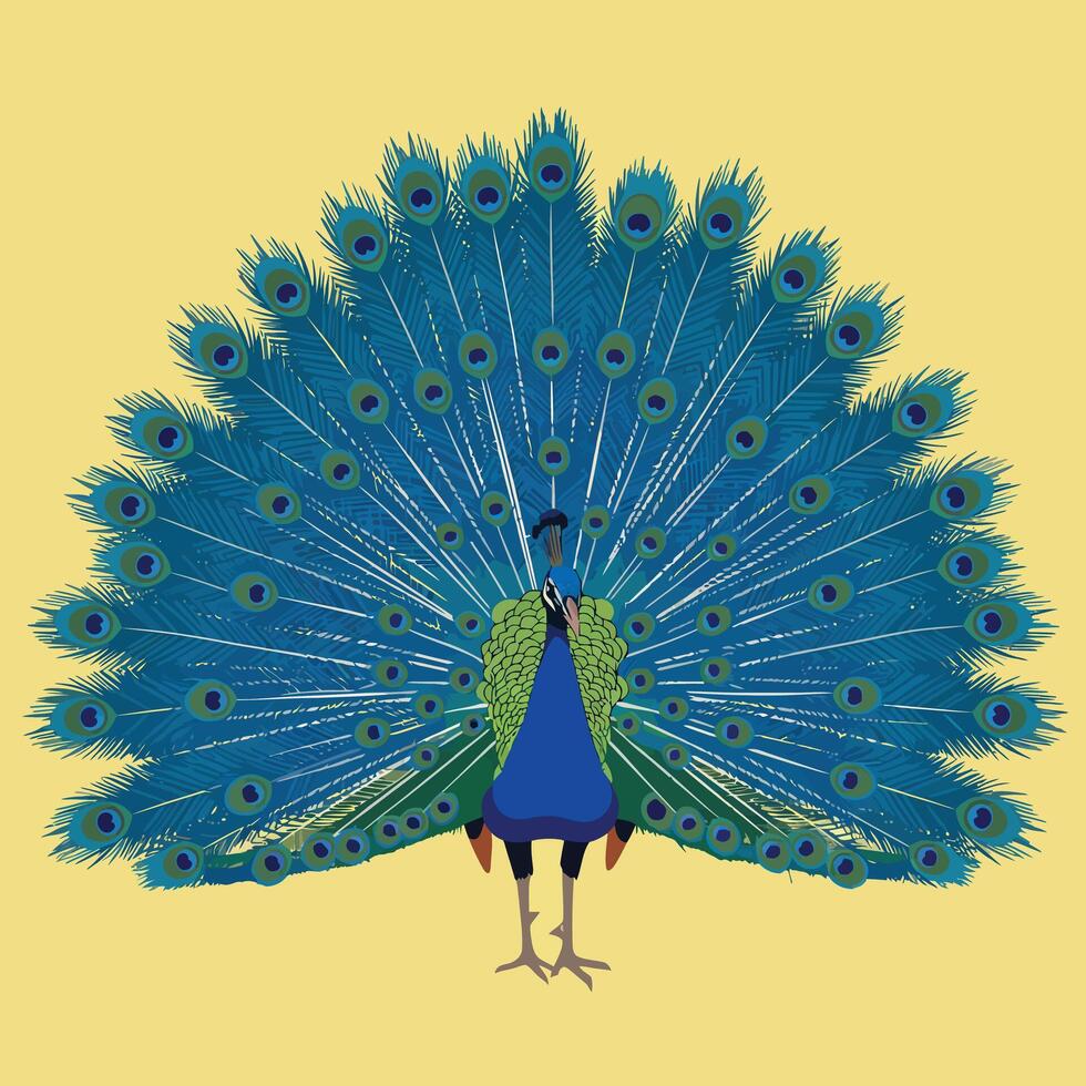 Peacock with Fully Displayed Blue Green Feathers on Yellow Background Illustration vector