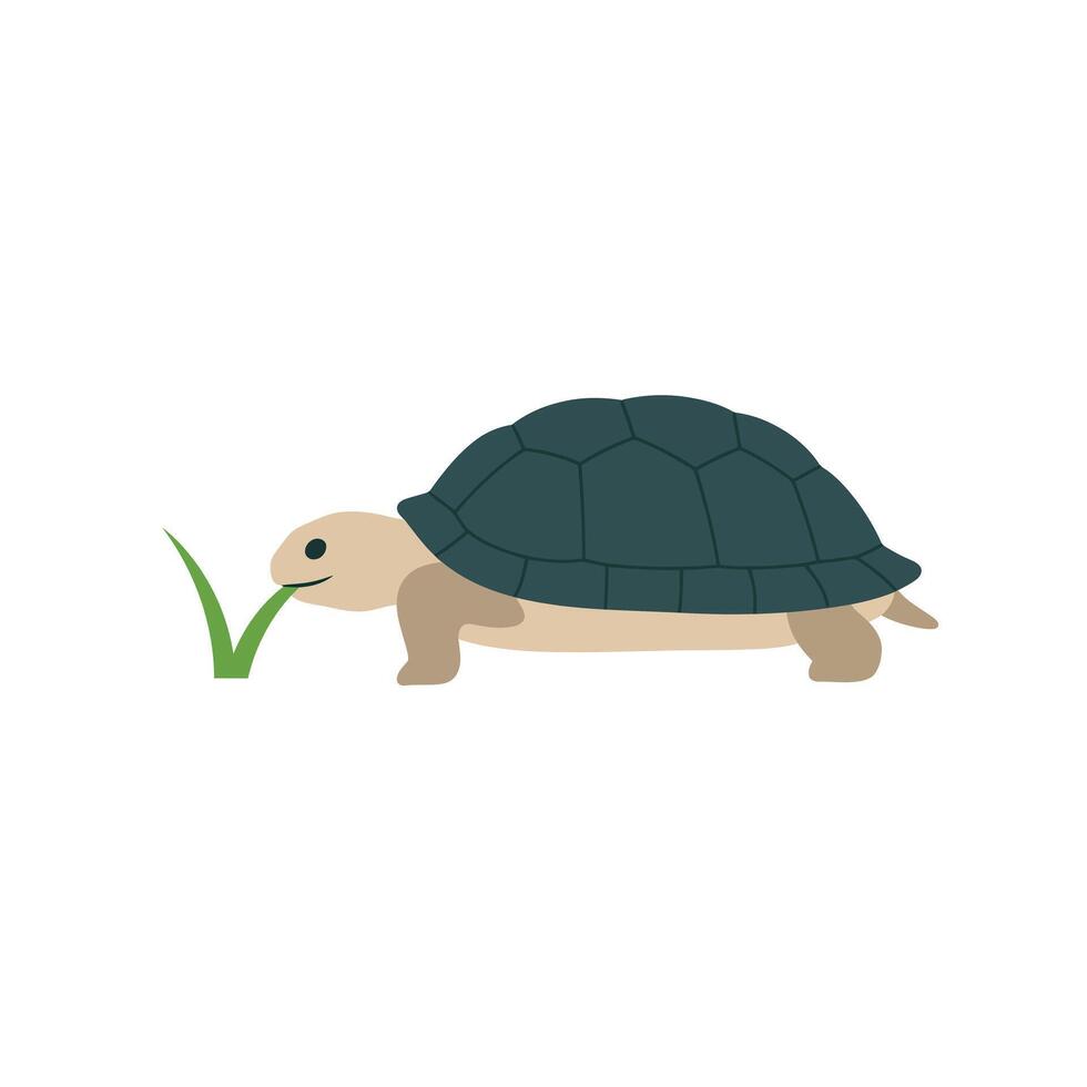 Turtle crawling on ground eating green grass simple flat animal illustration natural scene vector