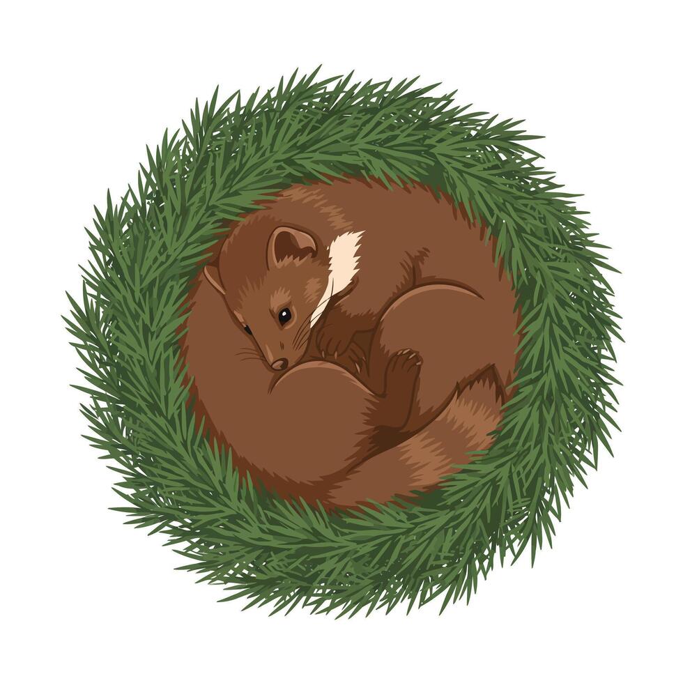 Pine marten curled up nestling inside green pine branch wreath resting peacefully natural wildlife scene vector