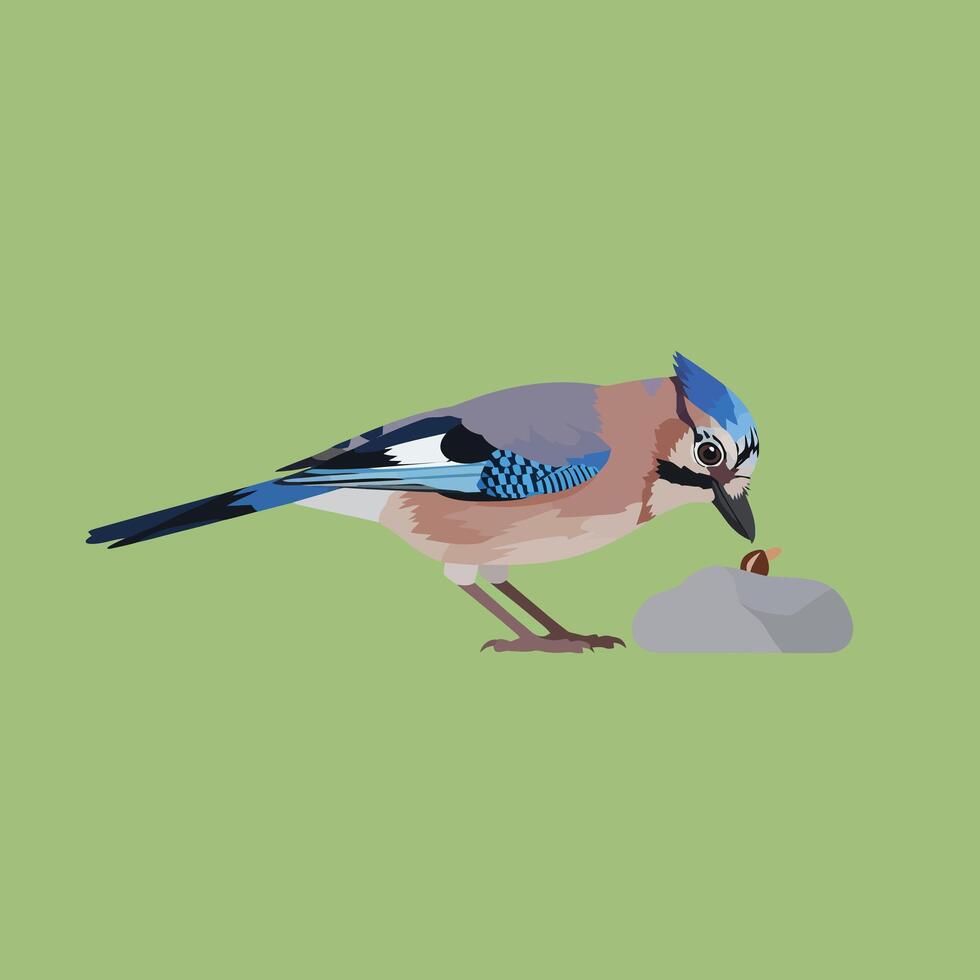 Eurasian Jay bird feeding on nut with blue and brown feathers on green background digital illustration vector