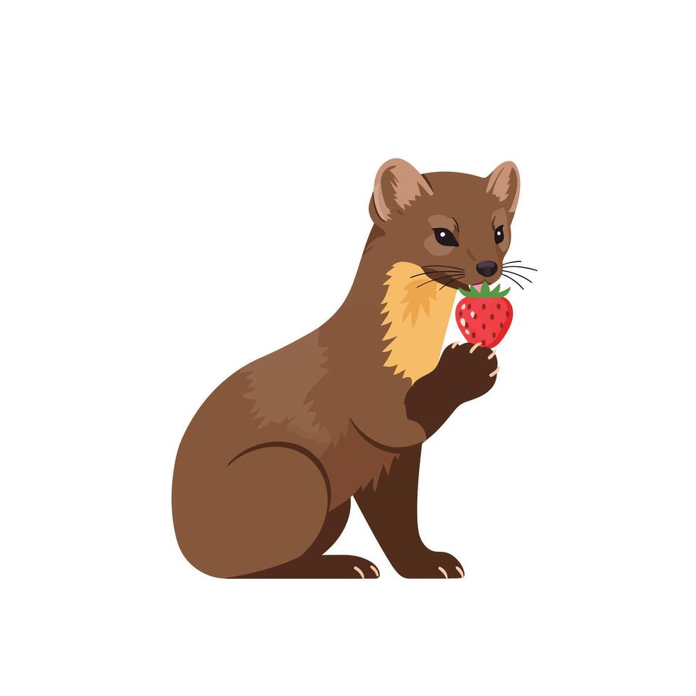 Pine marten holding and sniffing a red strawberry isolated on white background natural wildlife illustration vector
