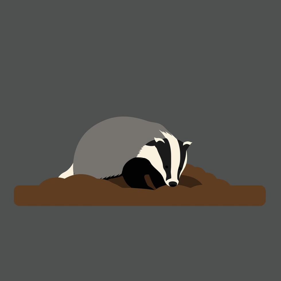 Badger resting on brown soil with dark grey background illustration in simple flat design style vector