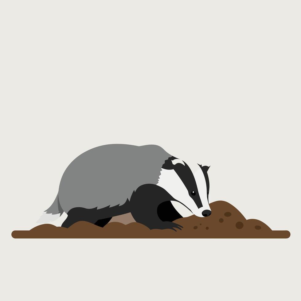 European badger digging in soil with natural grey and black fur in simple flat design illustration vector