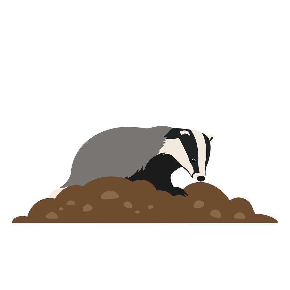 Badger digging in soil mound natural wildlife animal behavior illustration vector