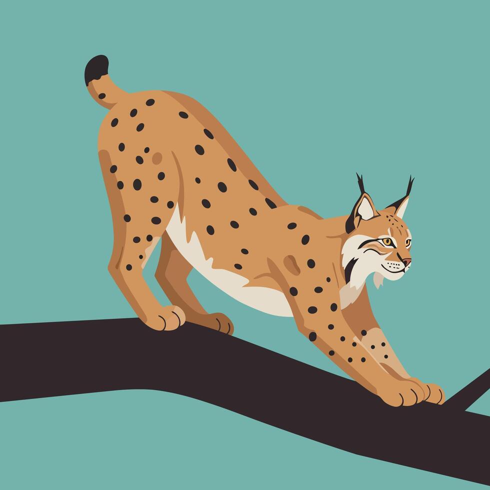 Eurasian lynx stretching on dark tree branch with teal background in animal wildlife illustration vector