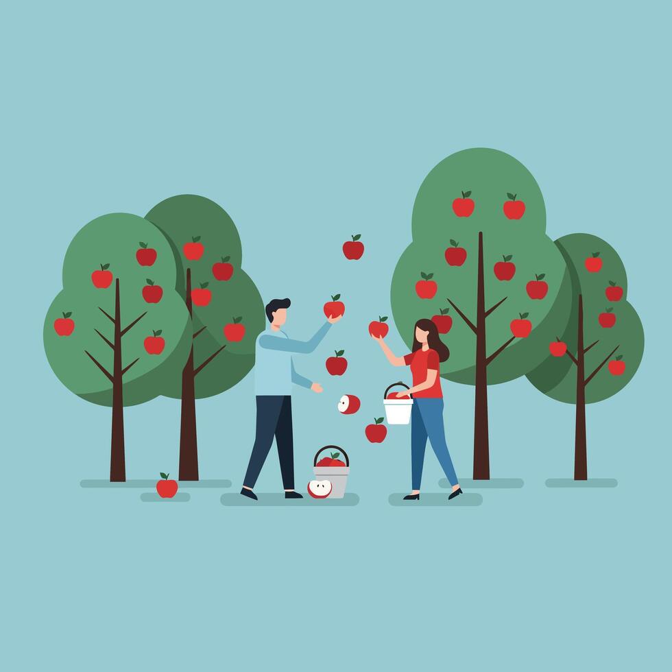 Apple Picking Activity with Man and Woman Harvesting Fruit in Orchard Illustration vector
