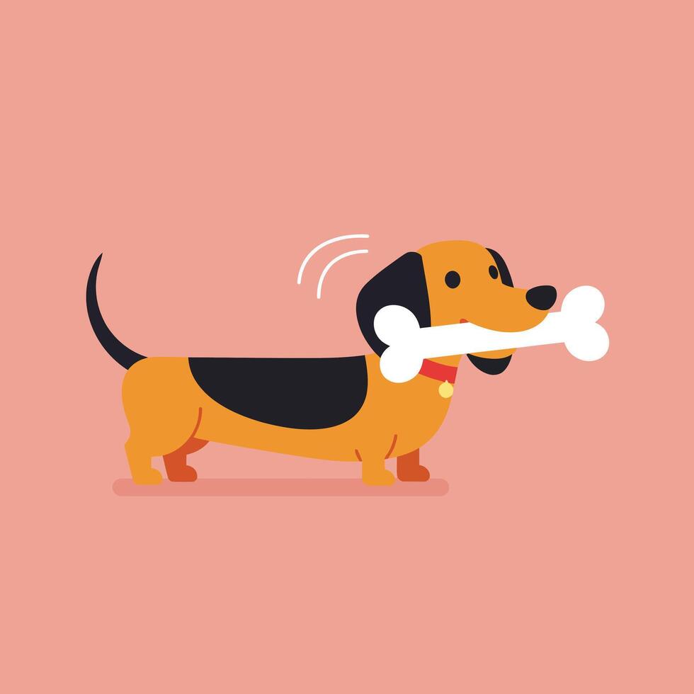Dachshund dog holding white bone in mouth on peach background illustration vector