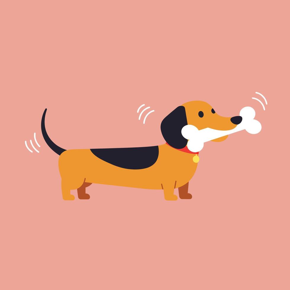 Dachshund dog holding a white bone standing on pink background in flat illustration vector