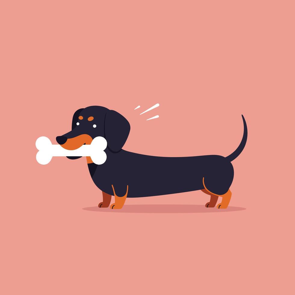 Dachshund dog holding a bone in mouth on pink background illustration vector