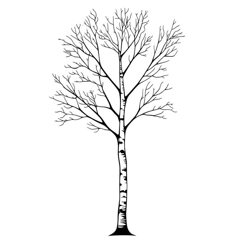 Elegant Of Birch Icon Set with Clean Style vector