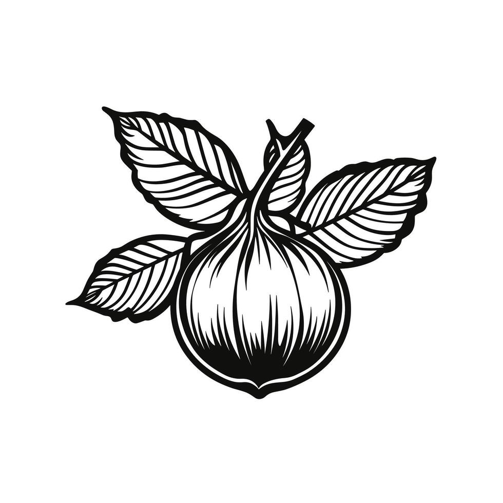 Elegant Of Chestnut Illustration for Branding vector