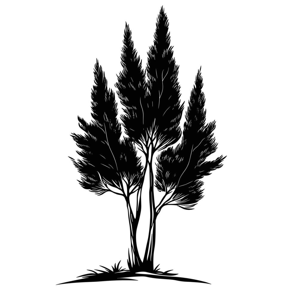Abstract Of Cypress Isolated Clipart on White Background vector