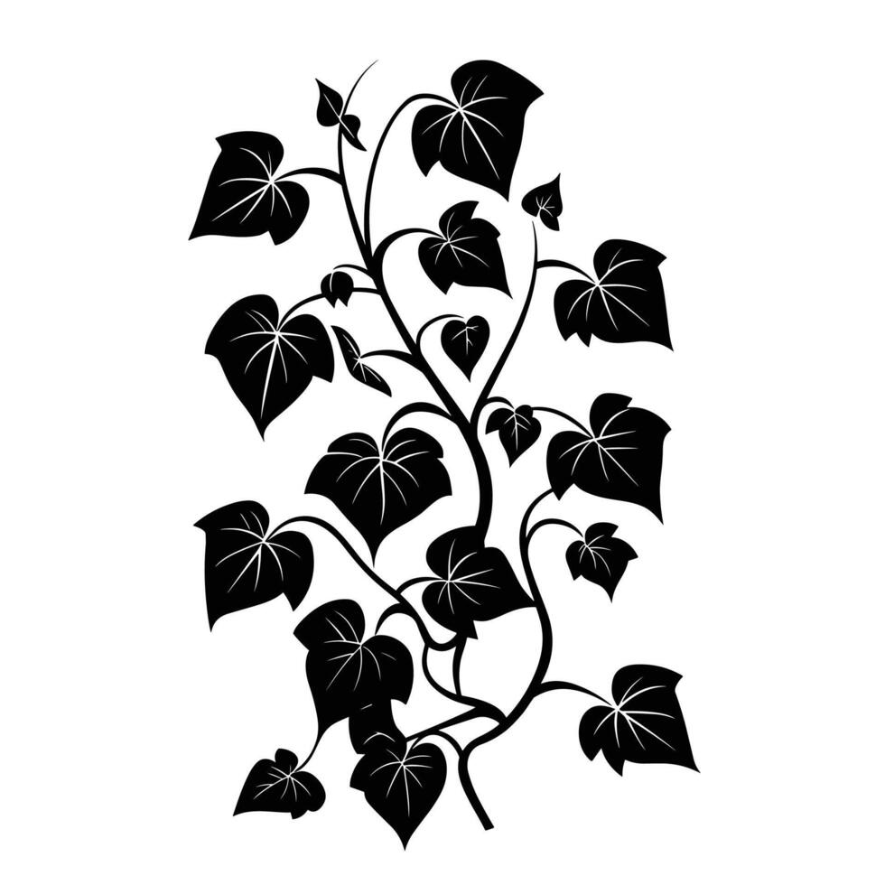 Creative Of Ivy Illustration in HD Quality vector