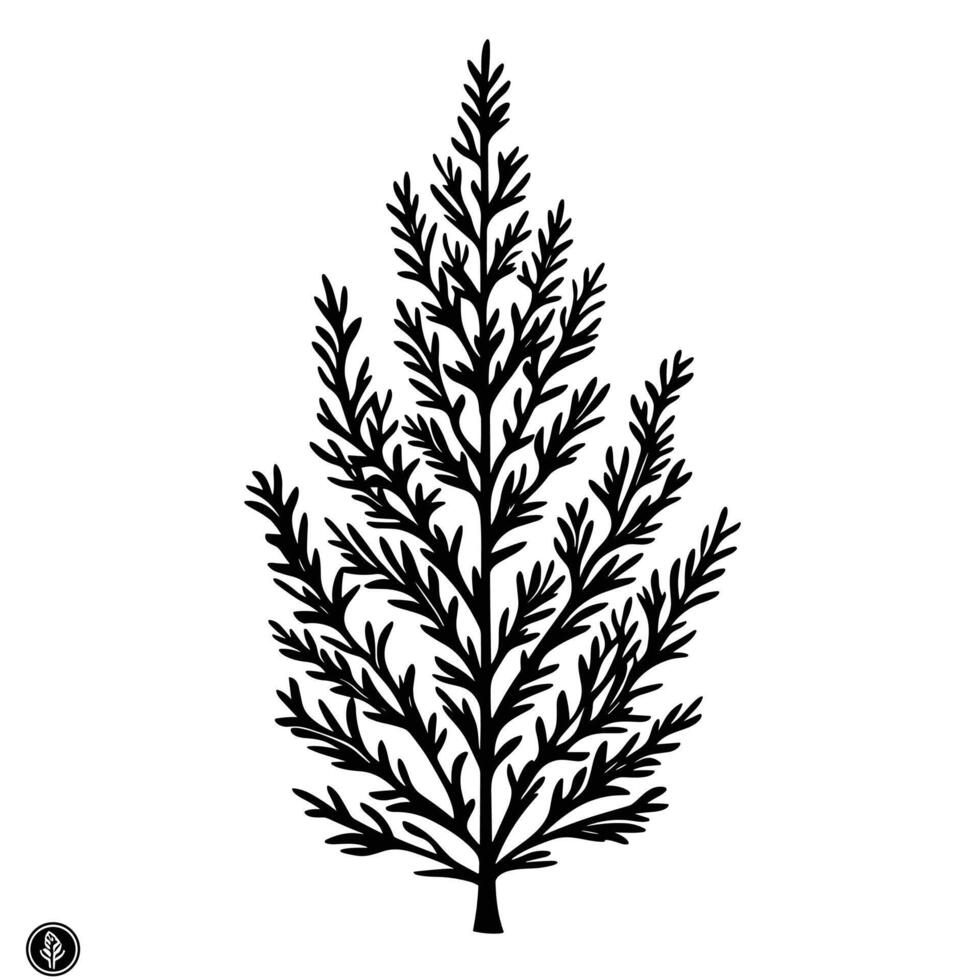 Soft Of Juniper Isolated Clipart on White Background vector