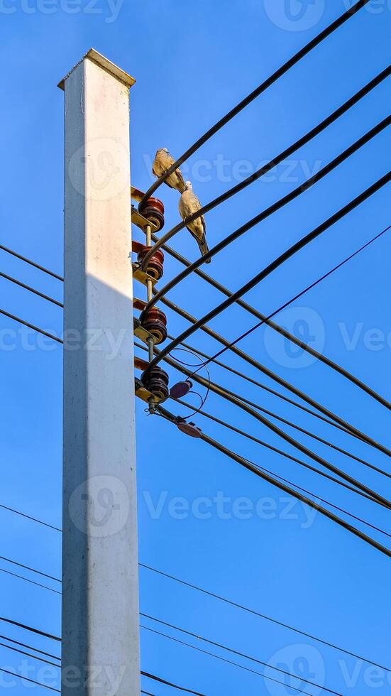 A bird perched on a power line photo