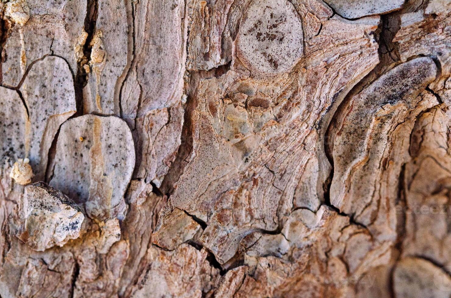 Abstract Natural Texture of Weathered Tree Bark in Earthy Tones photo