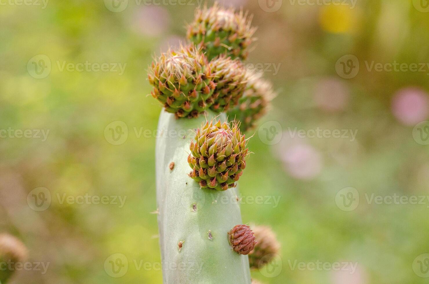 Close Up of Prickly Pear Cactus Budding in Spring photo
