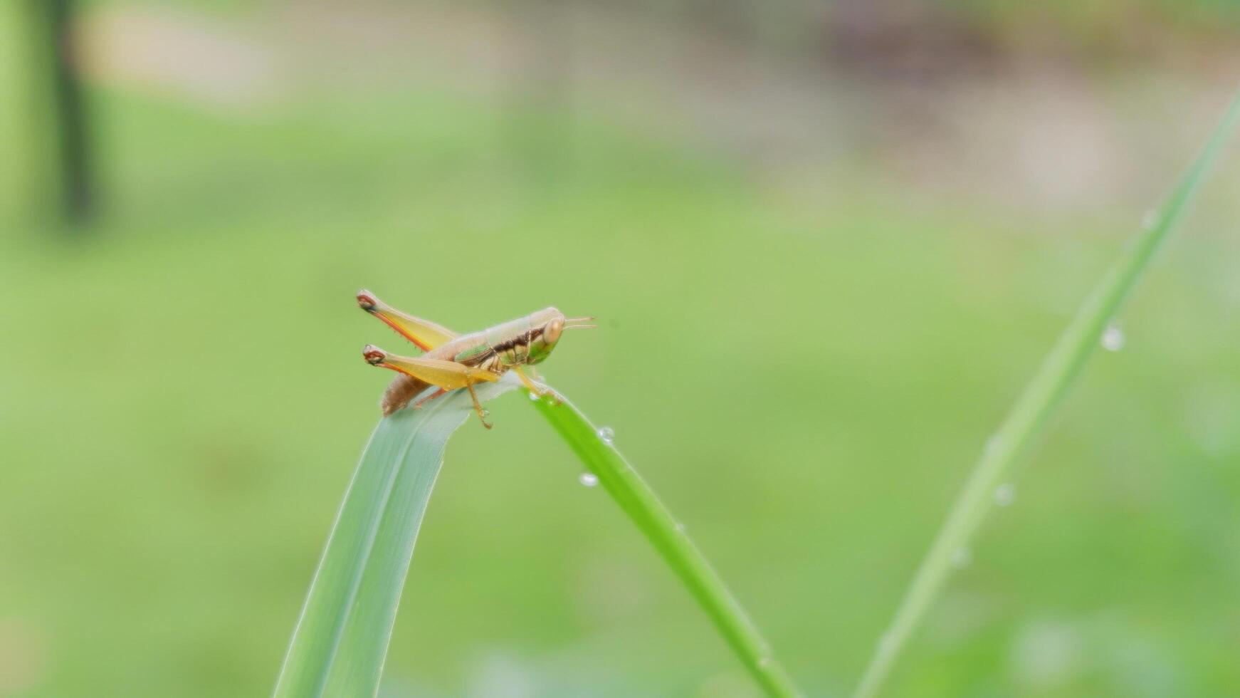Close-up of a small grasshopper perched on the tip of a green grass blade covered with morning dew photo