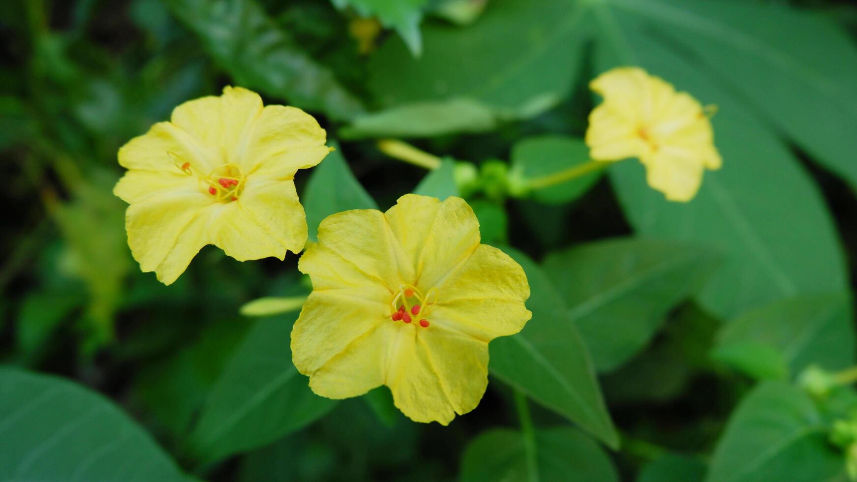 Close-Up of Yellow Four O'Clock Flowers Mirabilis Jalapa Blooming in Garden photo