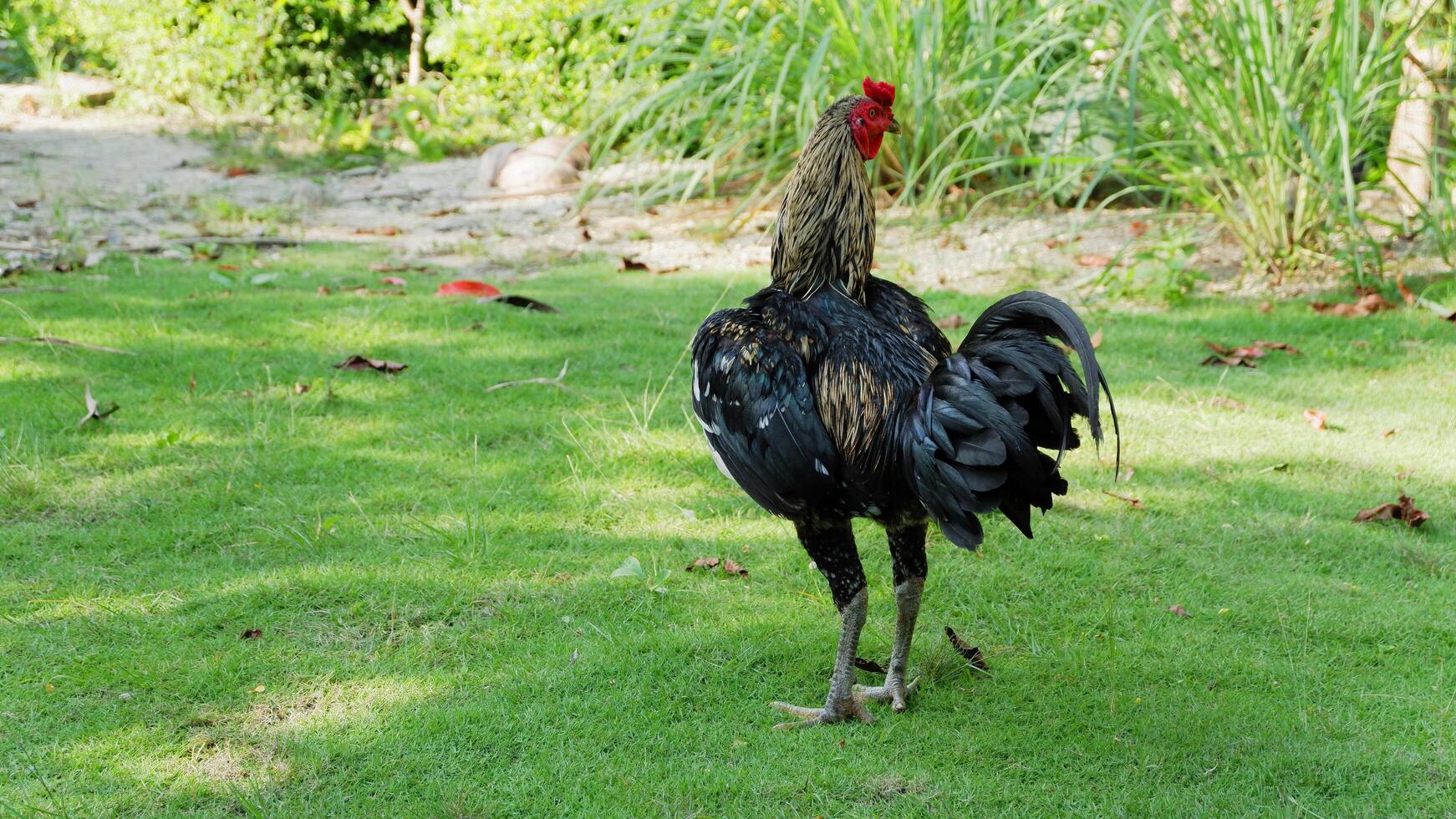Back View of a Rooster Standing on Green Grass in a Garden photo
