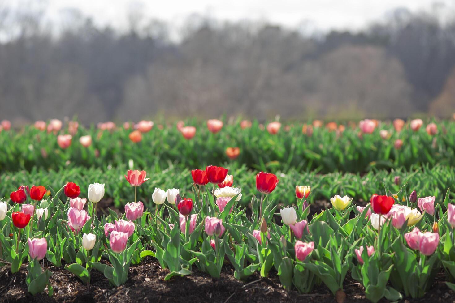 Red pink and white tulips on a flower farm photo