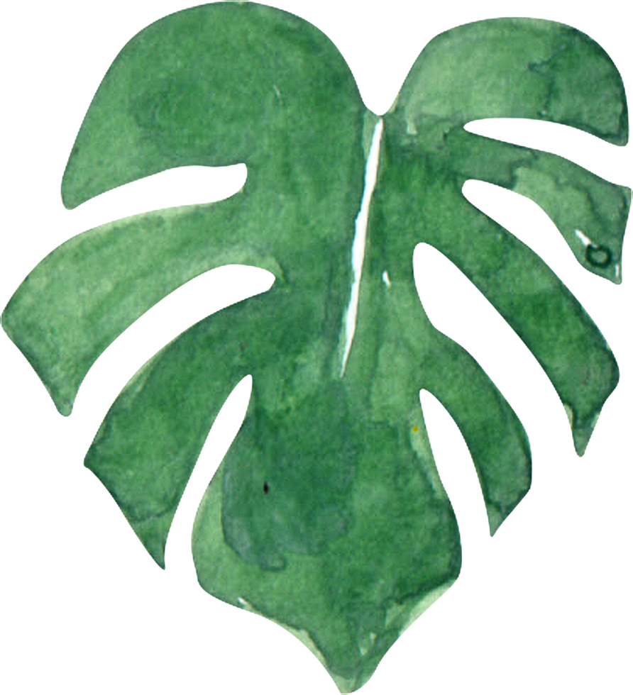 A hand painted watercolor illustration of a single green monstera leaf with signature splits and curves png