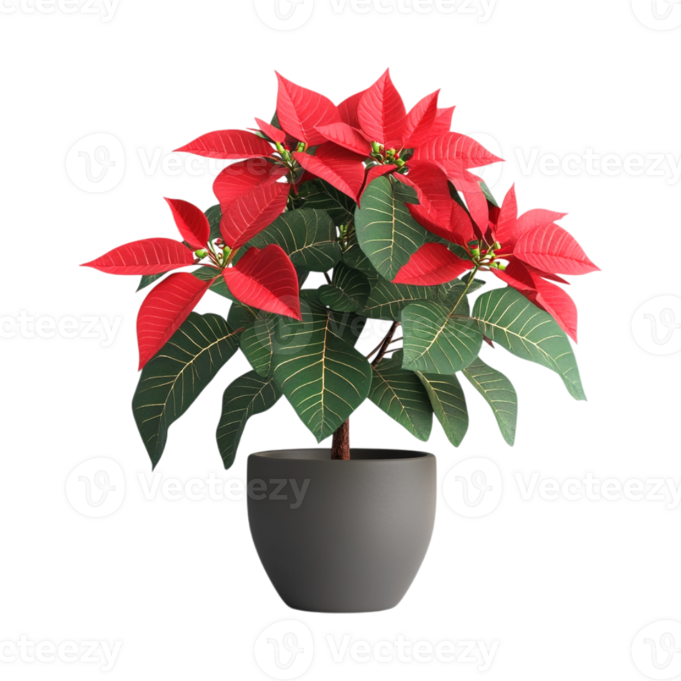 3D Minimalist Cartoon-Style Christmas Poinsettia on Transparent Background for Holiday and Floral Concepts png